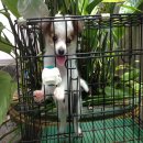 ชิวาวาขนยาวราคาเบาๆ4,500฿