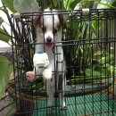 ชิวาวาขนยาว ราคาเบาๆ 4,500฿