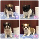 ชิวาวาขนยาวไซส์เล็ก ผู้1 เมีย3  4500 บาท