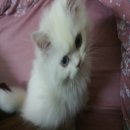 แมวเปอร์เชีย