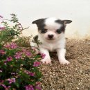 ชิวาวาขนยาวเพศผู้ 4500 บาท