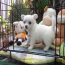 ชิวาวาขนยาว น่ารัก ราคาถูก
