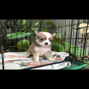 ชิวาวาขนยาว มีหลายตัวให้เลือก4,500฿