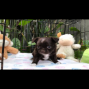 ชิวาวาขนยาว แข็งแรง น่ารัก ราคาเบาๆ4,500฿