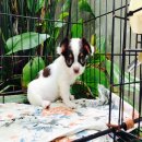 ชิวาวาขนยาวแท้ น่ารัก ราคาถูก4,500฿