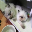 ลูกแมวเปอร์เซียแท้หิมาลายันตาฟ้าเพศเมียหาบ้านค่ะ