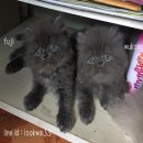 ลูกแมวเปอร์เซียแท้ หมูบลู อ้วนๆกลมๆฟูๆคร้าา