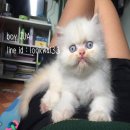 ลูกแมวเปอร์เซียแท้เพศผู้ สีขาวตาฟ้า(เรดพ้อย)พร้อมย้ายบ้านคร้าา