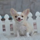 ★^-^*★ WWW.WOWWCHIHUAHUA.COM ^-^*★ชิวาวาเพศผู้ ขนยาว สีขาวครีม ราคาพิเศษ 4500