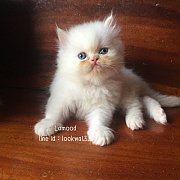 ลูกแมวเปอร์เซียแท้สีขาวตาฟ้าอ้วนๆกลมๆฟูๆคร้าา