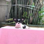 ชิวาวาขนยาว เพศเมียและเพศผู้ 4,500฿