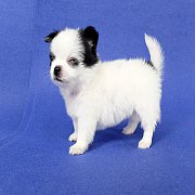 น้องโดมอนด์ ชิวาวาหนุ่มน้อยตัวจิ๋วหน้าสั้นมีบริการส่งรับประกันโรคให้นะครับ