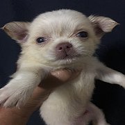 ชิวาวา ขนยาว ไซด์เล็ก