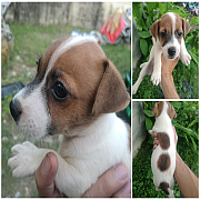 Jack Russell พร้อมย้ายบ้านแล้วครับ