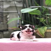 ชิวาวาขนยาว เพศเมีย สีขาวช็อค 4,500฿