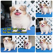 🐶น้องชิวาวาปอม เพศผู้ ตัวเล็ก ขนแน่น น่ารักมาก ออกไปทางปอม มีบริการส่งจ้...