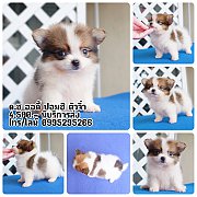 🐶น้องชิวาวาปอม เพศผู้ น้องออดี้ ตัวเล็ก น่ารัก แข็งแรง มีบริการส่ง ประกั...