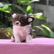 ชิวาวาขนยาว กำลังซน พร้อมย้ายบ้านคะ 4,500฿