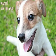 ขายลูกสุนัขแจ็ครัสเซลเทอเรียแท้ เพศเมีย