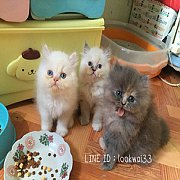 ลูกแมวเปอร์เซียแท้อ้วนกลมพร้อมย้ายบ้านค่ะ