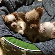 ชิวาวา สายช๊อค พร้อมย้ายบ้านค่ะ