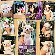 ชิวาวาชุดใหม่ มาแล้วคะ 4,500฿