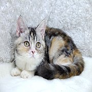 ขายลูกแมวสก๊อตติชโฟลด์ สามสี เพศเมีย 3 เดือนกว่า 