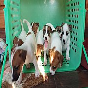 ขายลูกสุนัขแจ็ครัสเซลเทอเรียแท้