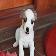 ขายลูกสุนัขแจ็ครัสเซลเทอเรียแท้ เพศผู้