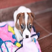 ขายลูกสุนัขแจ็ครัสเซลเทอเรียแท้