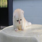 เปิดจองลูกแมวเปอร์เซีย 