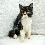 ขายแมวเอ็กโซติกช็อคแฮร์ สีขาวดำ เพศเมีย 6 เดือน 