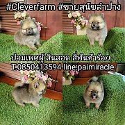 ปอมเพศผู้ ตัวที่ 1 สีส้ม ขนแน่น น่ารักแข็งแรง 4500