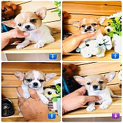 !!SALE 4,500!!ชิวาวา ขนสั้น น่ารักๆ เพศผู้และเมีย 4,500 บาท<<<