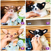 !!SALE 4,500!!ชิวาวา ขนยาว เกรด A ลดราคา