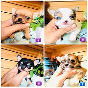 !!SALE 4,500!!ชิวาวา ขนสั้น ยาว ผู้เมีย ราคาเพียง 4,500 บาท<<<<