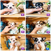 !!SALE 4,500!!ชิวาวา ขนสั้นและยาว ลดราคา เริ่มต้น 4,500-5,500<<<