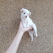 ชิวาวา ขนยาว ผู้-เมีย 3ตัว พร้อมย้ายบ้าน