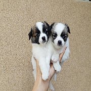 ชิวาวา ขนยาว ผู้-เมีย 3ตัว พร้อมย้ายบ้าน