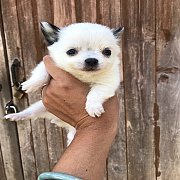 (ขายแล้ว)ชิวาวา เพศผู้ น้องแพนด้า มี20นิ้ว สีขาว ดำ ขนยาว ไซร์เล็ก อายุ 2 เดือน