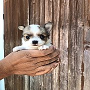 (จองแล้ว)ชิวาวา เพศเมีย น้องเอลซ่า สีขาว น้ำตาล มาร์คสวย ขนยาว สุขภาพแข็งแรง อาย...