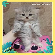 ***ขายแล้ว***ลูกแมวเปอร์เซียแท้