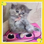 ###ได้บ้านแล้ว###ลูกแมวเปอร์เซียแท้