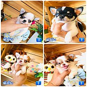 !!Tea cup 4,500!!ชิวาวา ทีคัพ เกรด A สวยๆ ราคาเริ่มต้น 4,500 บาท