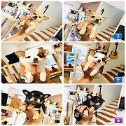  !!GRADE A 4,900!!ชิวาวา ขนยาว2 สั้น1 สวยๆ ราคาเริ่มต้น 4,900 บาท<<<&lt...