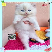 ***ขายแล้ว***ลูกแมวเปอร์เซียพันธุ์แท้