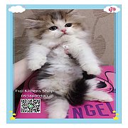 ***ได้บ้านแล้ว***ลูกแมวเปอร์เซียแท้4ตัว