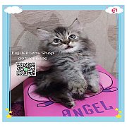 ***ได้บ้านแล้ว***ลูกแมวเปอร์เซียแท้ลายเสือขาวดำ