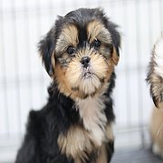 ชิสุผสมยอร์คเซีย เพศผู้ 