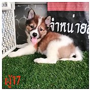พร้อมส่ง​ เพศผู้​ สวย​ โครงสร้างใหญ่​ วัคชีนให้พร้อมใบเพ็ค​ ส่งฟรีกทม, ปริมณฑล​